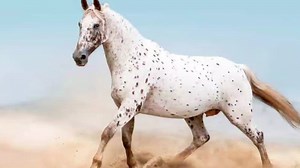 4.2K views | Appaloosa Horse | Equestrian Farm Breeding #horse...