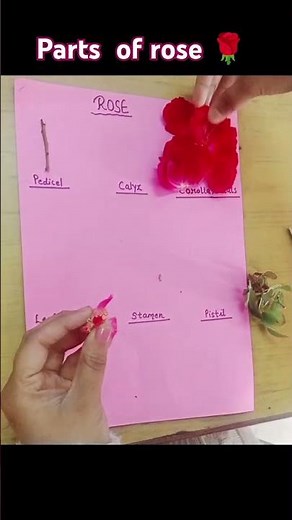 Rose dissection
