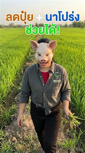 ข้าวใบส้ม กาบใบแห้ง ป้องกัน ได้อยู่หมัด