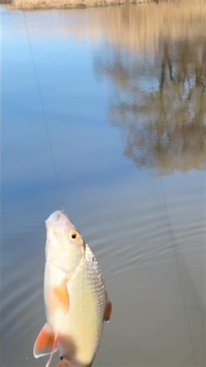 🌅 Kalter Morgen, schnelle Fänge! 🎣🐟 #angeln #fishing #egüda