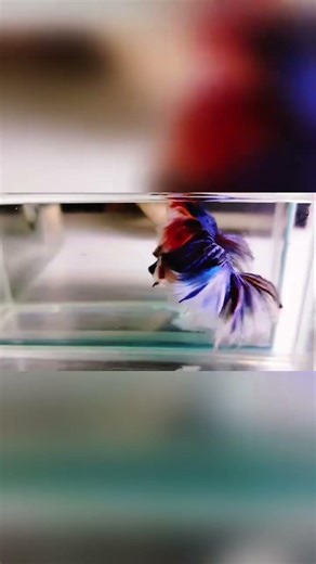Emerald Warrior – Betta Splendor in Motion
