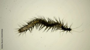 worm Polychaeta under a microscope, this is the Annelida class, live in marine and fresh waters, both the detritus and predators