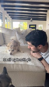 How to make your sassy dog mad 101 😂 #dogsofinstagram #kleekai #funnydogs #cutedogs IB: @meekathehuskyy | Life With Klee Kai