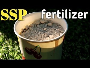 How to use SSP Single Super Phosphate fertilizer for Plants सिंगल सुपर फॉस्फेट