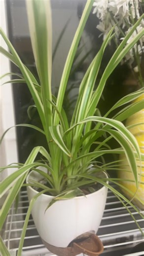 click on the basket to order yours.