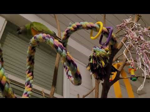 What it is like having a Nanday Conure