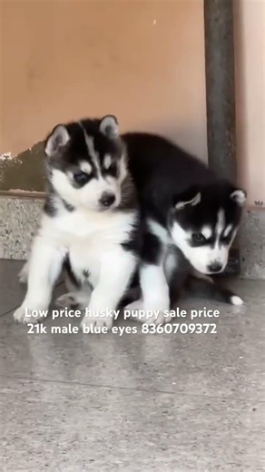 Low price husky puppy sale in India/ cheapest dog market in Punjab #ytshorts #viral #share