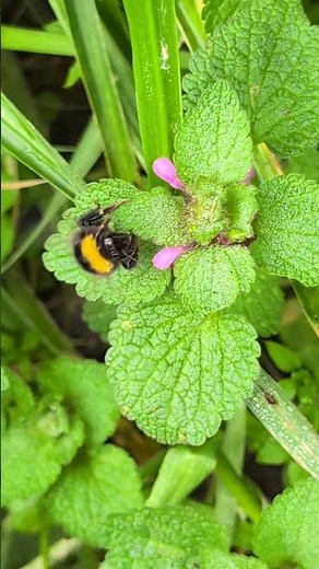 The first Bumblebees in our garden for 2026