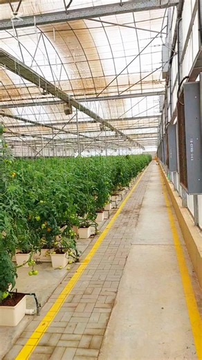 Hydroponic Tomato Cultivation | How to Grow Tomatoes Faster Without Soil #tomatoes #tomatofarming