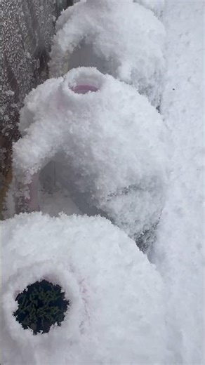 Inside a Winter Sowing Jug: Mid-Blizzard
