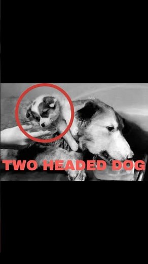 Two‑Headed Dog Experiment: How Demikhov Changed Medical Science Forever 🐕🧪 #viral #viralshort