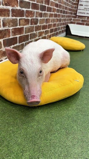 それお客様用のクッションなんだけど… Micro Pig Interaction Experience #pig