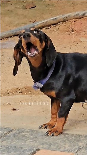 Dog Sound | Dog Barking Loud Sound 🙀 | Dachshund Dog #dogsound #barking