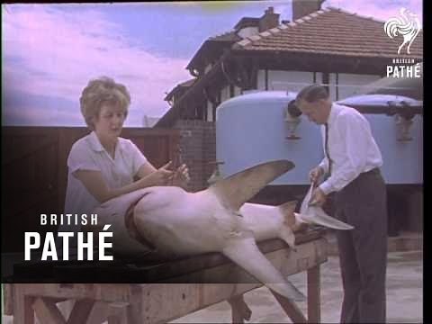 Durban And Hibiscus Coast (1962)