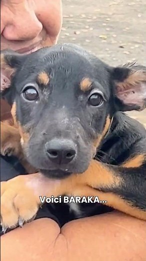 Baraka: the story of a cruel abandonment 💔 #rescue