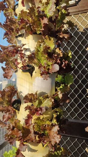 Aerotower diy #hydroponics #diy #farming