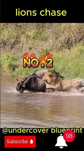lions chasing other animals
