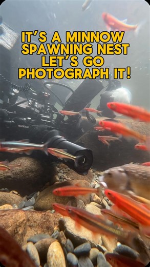 Andrew Zimmerman on Instagram: "Let’s go photograph minnow spawning congregations. These are my favorite subjects in the spring. As the days get longer and water temperatures warm, minnows called Chubs will build their spawning nests. The males build the nest by carrying small pebbles in their mouth’s and depositing them into a pile (or mound). The Chub’s mound attracts a variety of other minnow species (or nest associates) to spawn as well. These nest associates change to vibrant colors while t