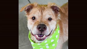 Severely neglected dog rescued on South Carolina coast leads to Upstate plea for help