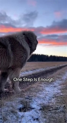 Understanding Caucasian Shepherds: Guardians of Peace