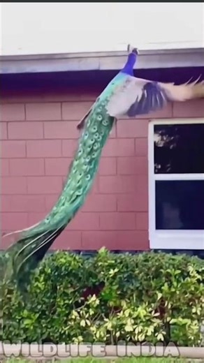 peacock flying #youtubeshorts