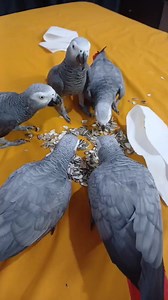 World of Parrots on Reels