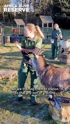 Animal training is an important part of both our keepers and animals’s routines! Keeper Emily explains why and how we train our African pygmy goats! | Africa Alive Reserve