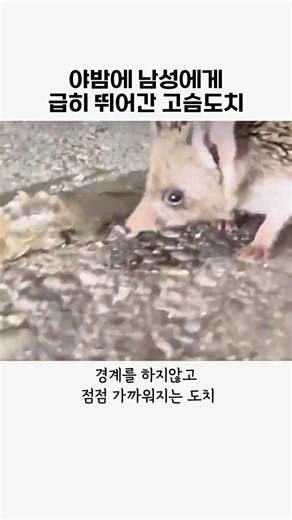 고슴도치가 남성에게 뛰어간이유 #고슴도치#동물#귀여운동물#aniaml#힐링