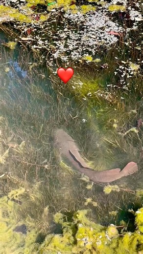 How did you like these plants and catfish #shorts #viral #trending #fish #fishing #minivlog #catf...