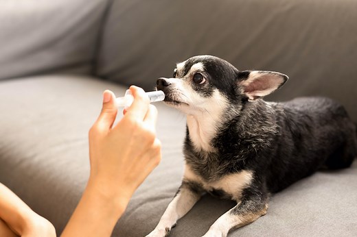 How to make a dog throw up — safely, quickly, and at home — after ingesting something they shouldn’t have