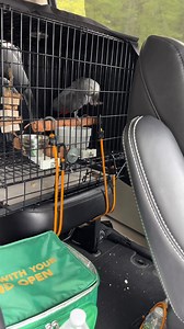 This is how I take a walk while traveling. We’re walkin’ #einsteinparrot | Einstein the Talking Texan Parrot