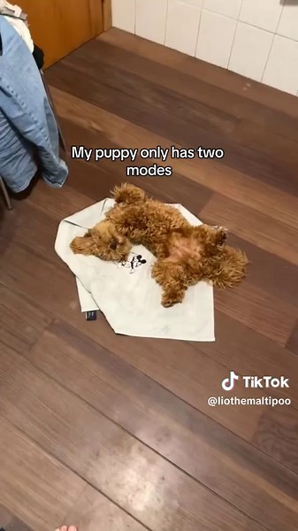 Puppy Love: Two Modes of Your Maltipoo