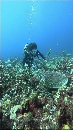 Green sea turtles #tropicalfish #save the oceans #4k #asmr #shorts #aquarium #nature #fun #adventure