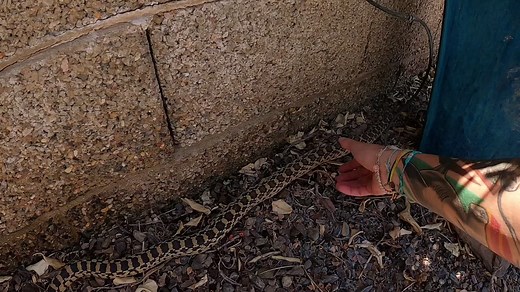 Real Gophersnakes of Paradise Valley #arizona
