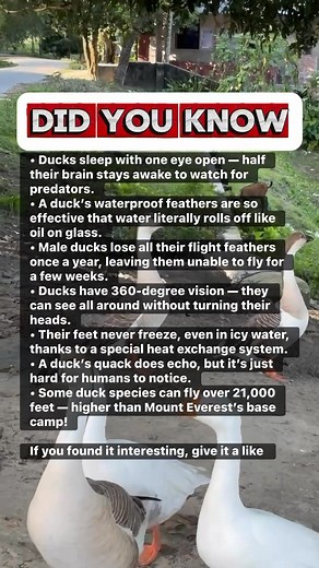 🦆 7 Mind-Blowing Duck Facts You Never Learned in School! #facts | Devlop Express