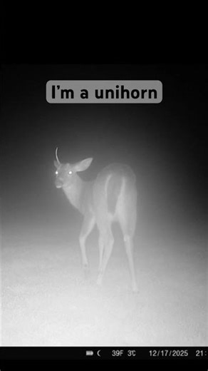 I’m a unihorn open season #jesus
