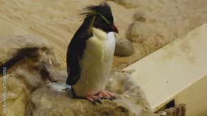 Rockhopper Penguin at Rehabilitation Centre