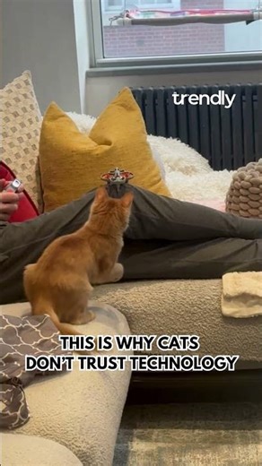 Curious Cat vs Tiny Drone Ends in Sudden Panic