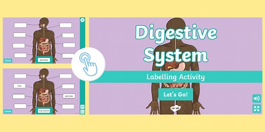 Digestive System Interactive Labelling Activity