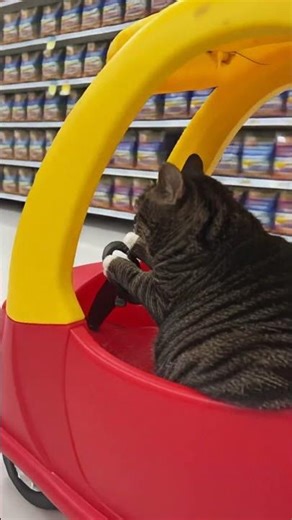 I Let My Cat Go Shopping… This Happened 🤯