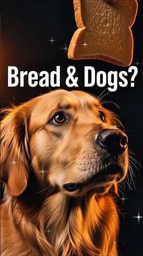 Can Bread Harm Your Dog? 🍞🐶#goldenretriever #dog #animals #shorts