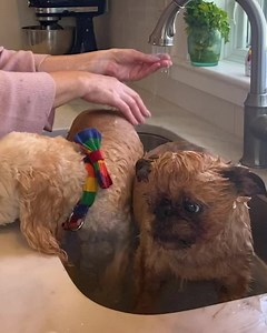 3.5K reactions · 878 shares | "Very impressed with this product. Our puppy has had a few accidents. So to my surprise using a little bit goes along way. Took away the odors & the smells!" - Pamela ⭐️⭐️⭐️⭐️⭐️ | Angry Orange | Facebook