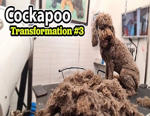 80K views · 860 reactions | Cockapoo Grooming Makeover: See the Stunning Transformation! | Groom House | Facebook