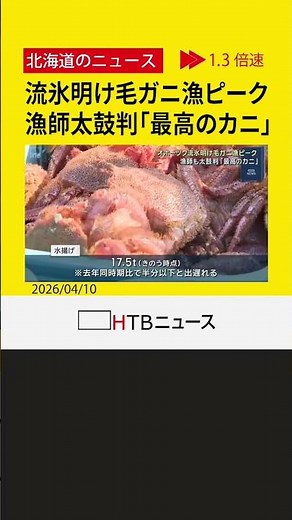 「最高のカニ」漁師も太鼓判 オホーツクの流氷明け毛ガニ漁ピーク 興部町・沙留漁港