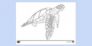 Sea Turtle Colouring Sheet