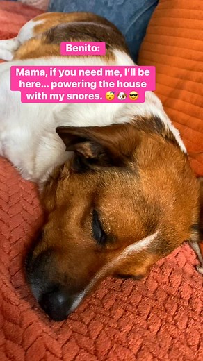 Warning: Loud snoring may cause nearby humans to nap.  #snorepup #doglife #sleepypuppy #PawsitiveVibesOnly | Maria’s Page | Facebook