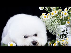 Grooming Your Bichon Frise: Everything You Need to Know