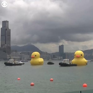 770K views · 27K reactions | DOUBLE DUCKS: A pair of giant inflatable rubber ducks made a splash in Victoria Harbour in Hong Kong today. The 59-foot-tall ducks are part of an art installation called "Double Ducks" by a Dutch artist, who says he hopes the figures will bring luck to the city. | KTVN 2 News | Facebook