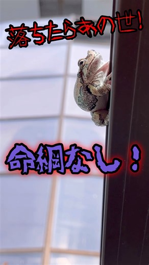 落ちたらあの世行き！高い場所でも余裕のアマガエル #生き物 #自然観察 #frog