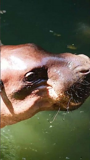 The Size of the Pygmy Hippo #pygmyhippo #hippopotamus #hippo #animalfacts #size #weight